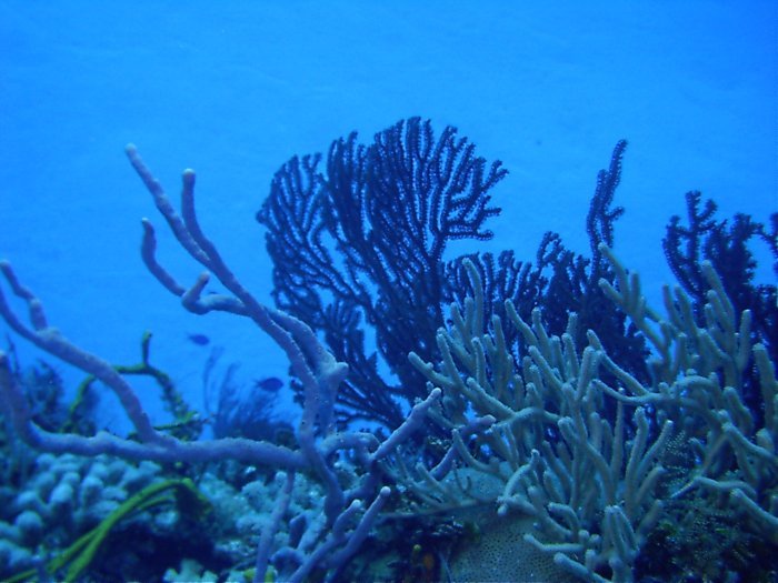 Click pic to return to Cozumel Pictures page.