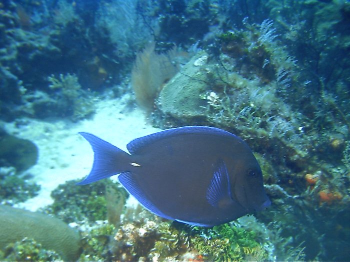 Click pic to return to Cozumel Pictures page.