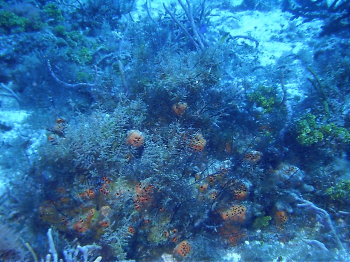 Click pic to return to Cozumel Pictures page.