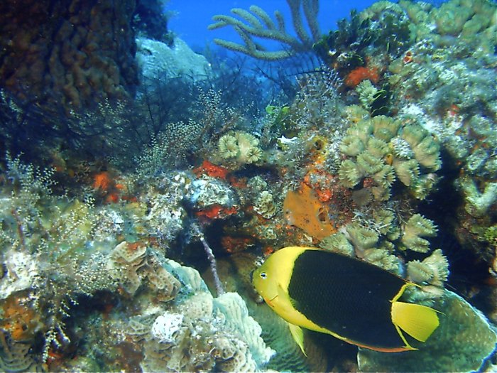 Click pic to return to Cozumel Pictures page.