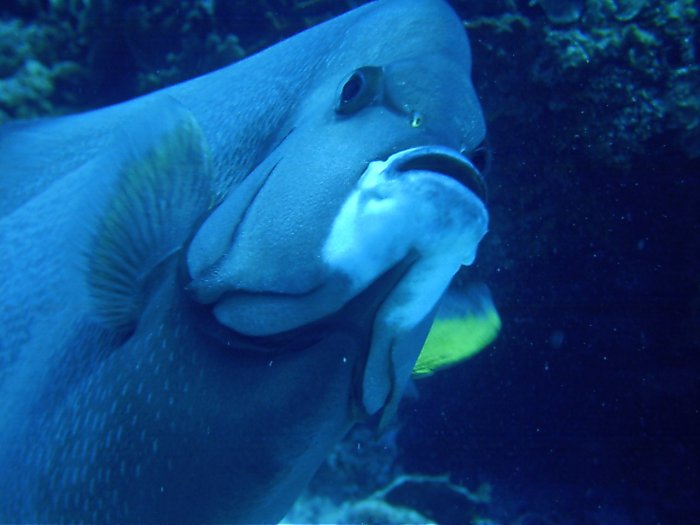 Click pic to return to Cozumel Pictures page.
