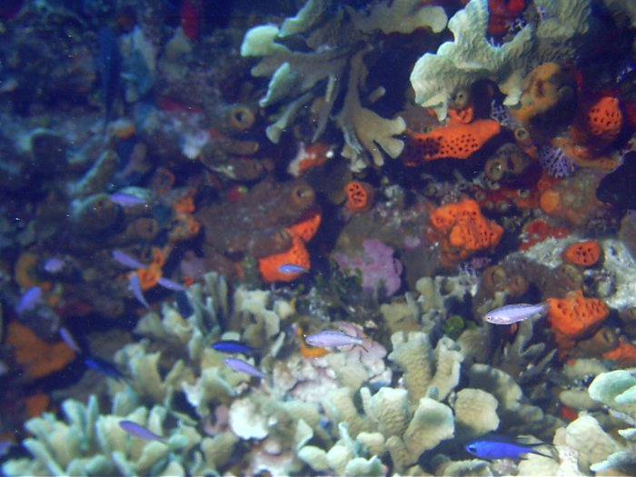 Click pic to return to Cozumel Pictures page.