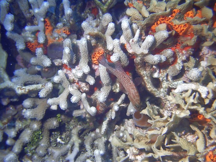 Click pic to return to Cozumel Pictures page.