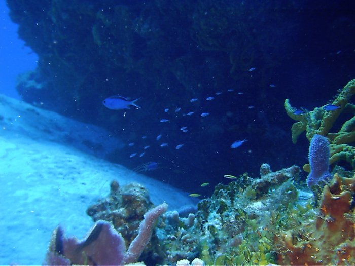 Click pic to return to Cozumel Pictures page.