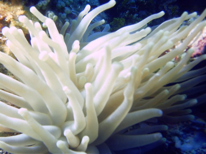 Click pic to return to Cozumel Pictures page.