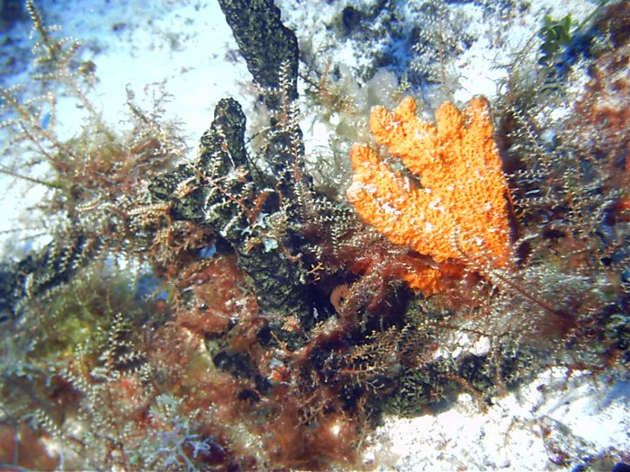 Click pic to return to Cozumel Pictures page.