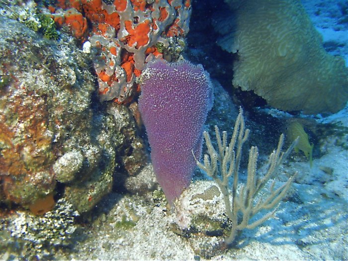 Click pic to return to Cozumel Pictures page.