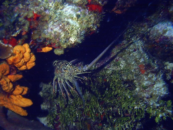 Click pic to return to Cozumel Pictures page.