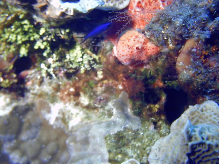 Click pic to return to Cozumel Pictures page.