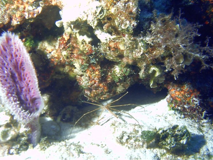 Click pic to return to Cozumel Pictures page.