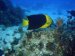 Followed by five dives in Lake Mead.