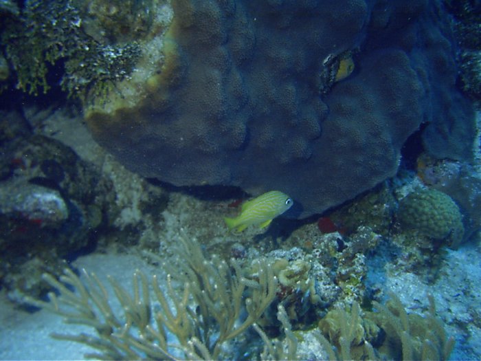 Click pic to return to Cozumel Pictures page.