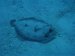 I practice my buoyancy in Lake Mead so I don't flounder when I'm on the reef.