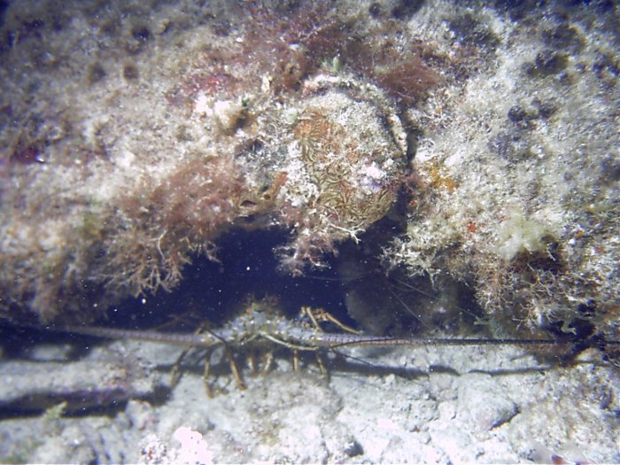 Click pic to return to Cozumel Pictures page.