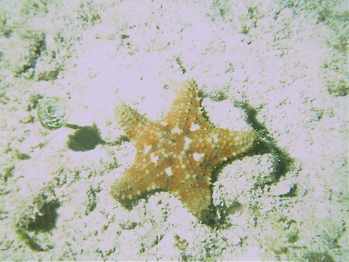 Click pic to return to Cozumel Pictures page.