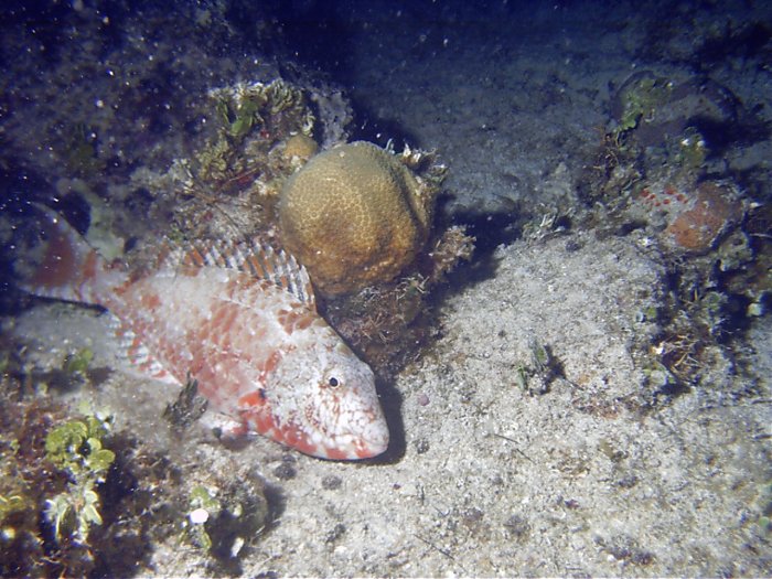 Click pic to return to Cozumel Pictures page.