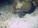 while admiring the amazing underwater world.