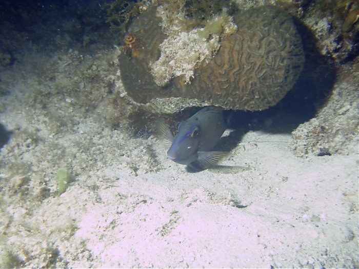 Click pic to return to Cozumel Pictures page.