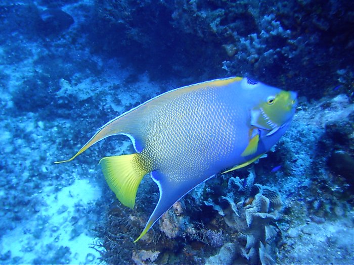 Click pic to return to Cozumel Pictures page.