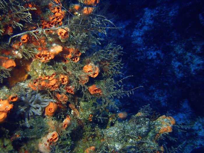 Click pic to return to Cozumel Pictures page.