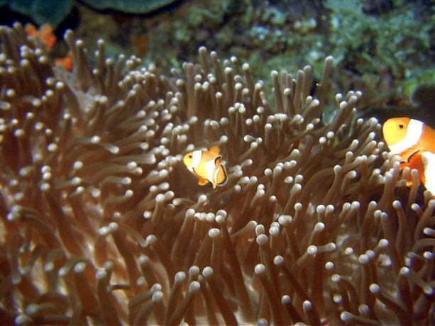 Click picture to return to Bali pictures page.