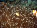 More clownfish!
