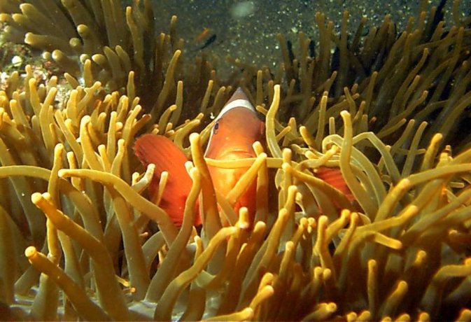 Click picture to return to Bali pictures page.