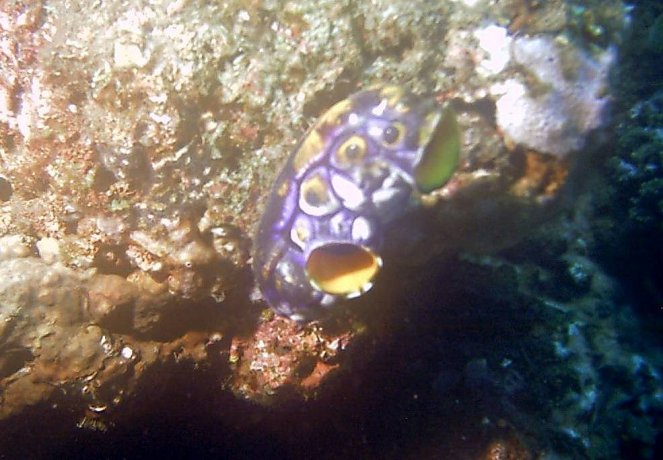Click picture to return to Bali pictures page.