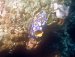 Our last few dives were in Tulamben.