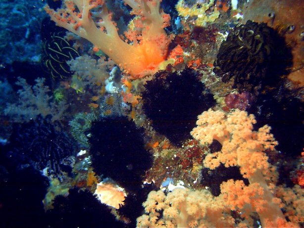 Click picture to return to Bali pictures page.