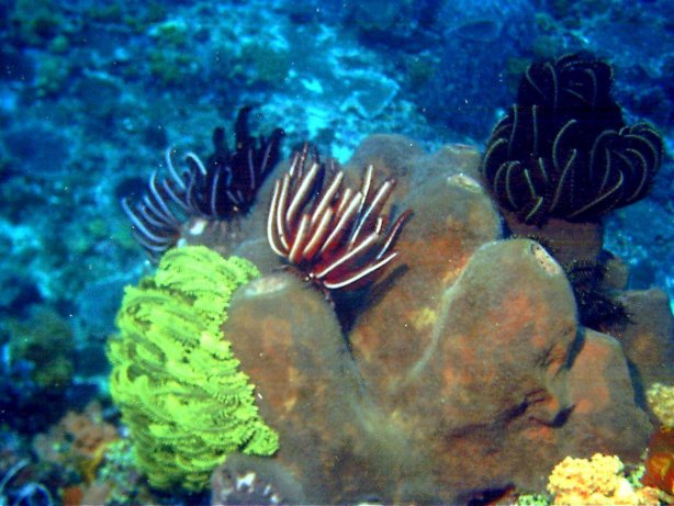 Click picture to return to Bali pictures page.