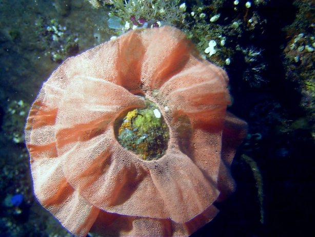 Click picture to return to Bali pictures page.