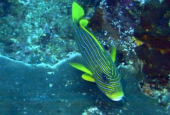 Click picture to return to Bali pictures page.