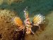Consider scuba training in one of the SSI specialty courses.