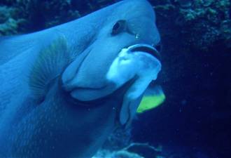 DOA's Cozumel picture gallery