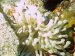 Anenome pic taken in Belize while diving off the Nekton Pilot