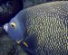 Diving off  the Nekton Pilot is an awesome way to vacation.