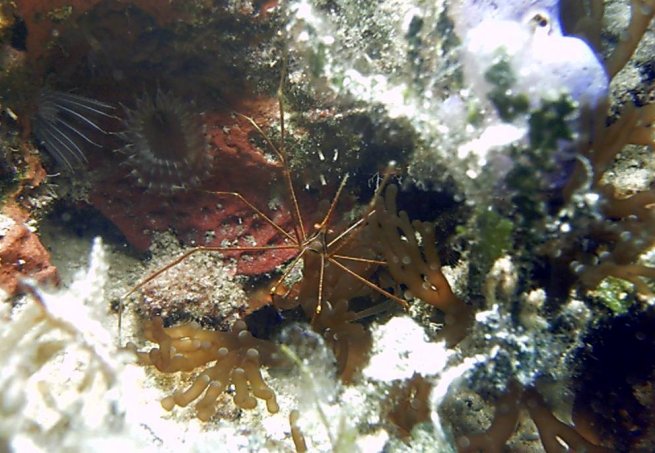 Click picture to return to Bahamas Underwater Pictures page.