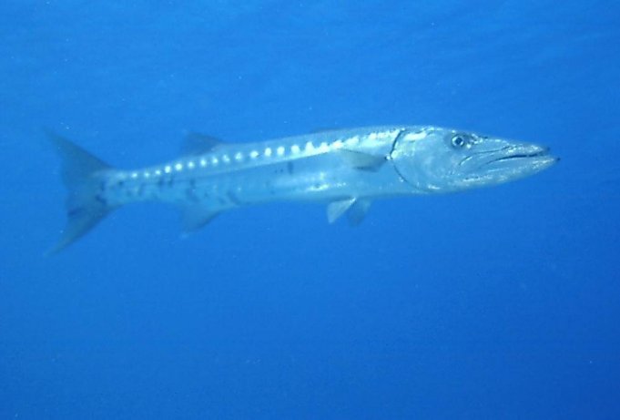 Click picture to return to Bahamas Underwater Pictures page.