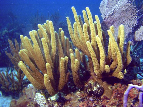 Click picture to return to Bahamas Underwater Pictures page.