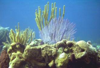 The adventure begins with the Open Water Scuba Certification.  Classes start regularly.  Contact DOA to get signed up.