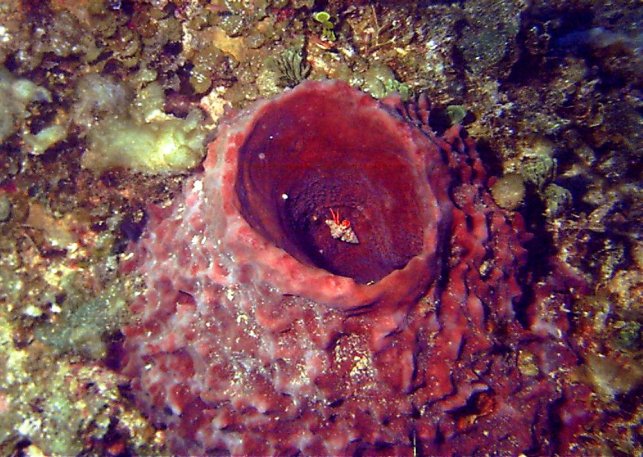 Click picture to return to Bahamas Underwater Pictures page.