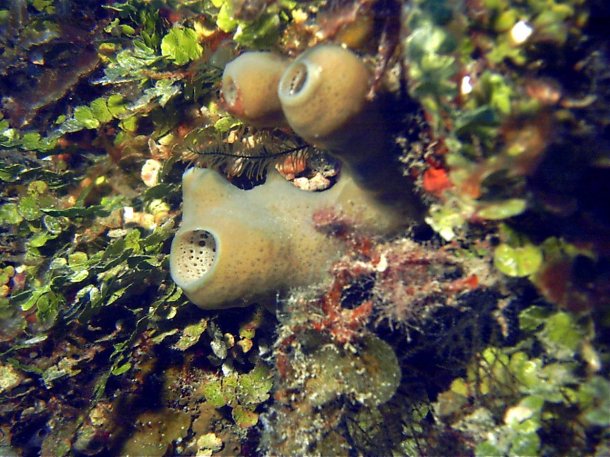 Click picture to return to Bahamas Underwater Pictures page.