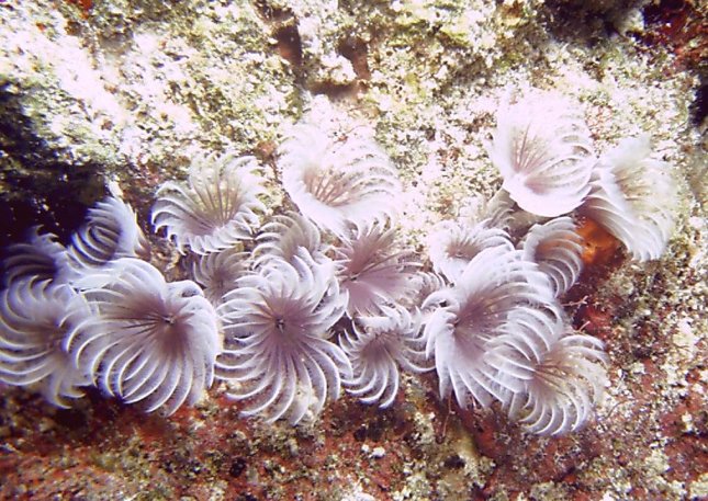 Click picture to return to Bahamas Underwater Pictures page.