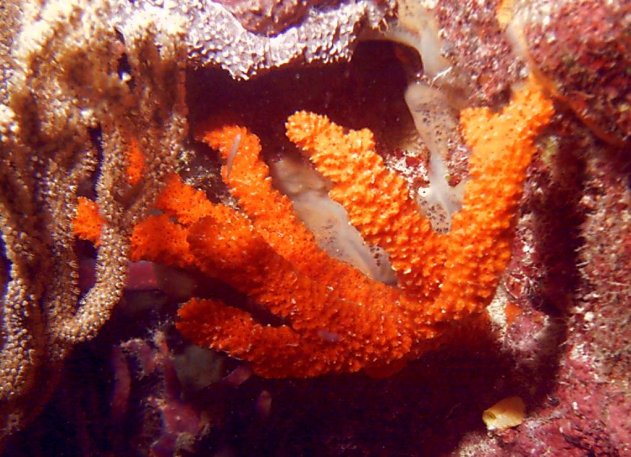 Click picture to return to Bahamas Underwater Pictures page.