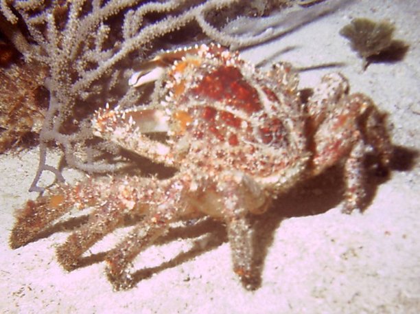 Click picture to return to Bahamas Underwater Pictures page.