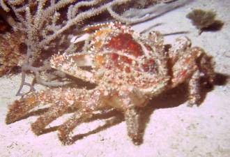 Learn how to scuba dive in a fun, friendly environment.