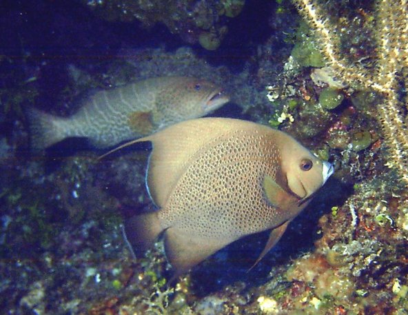 Click picture to return to Bahamas Underwater Pictures page.