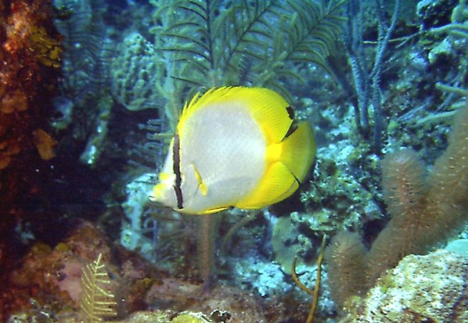 Click picture to return to Bahamas Underwater Pictures page.