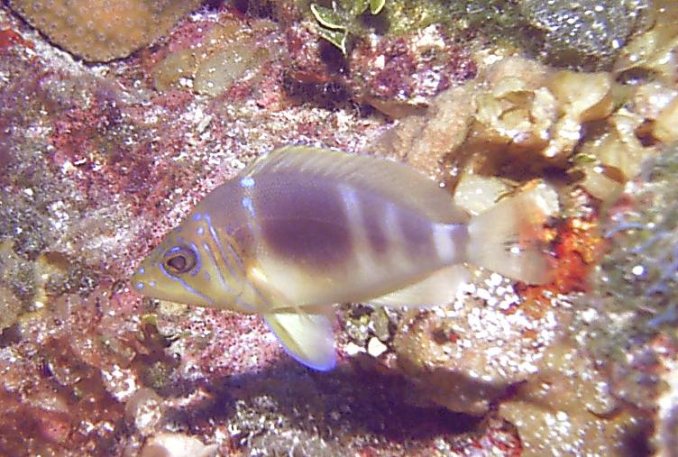 Click picture to return to Bahamas Underwater Pictures page.